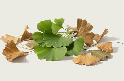 Ginkgo Biloba