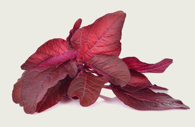 Red Spinach Extract